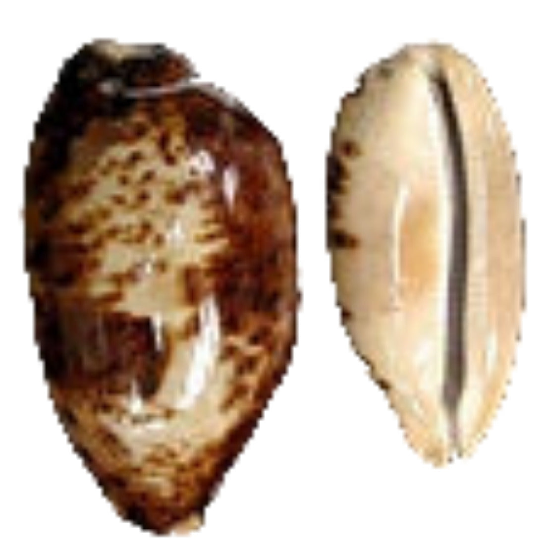 Cyprea Testudinaria 4 to 5" Shell  Sold Each