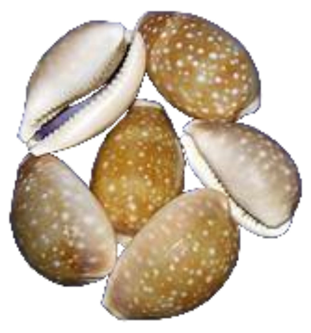 Cowrie (Deer) 1 to 2" Shell Sold Each