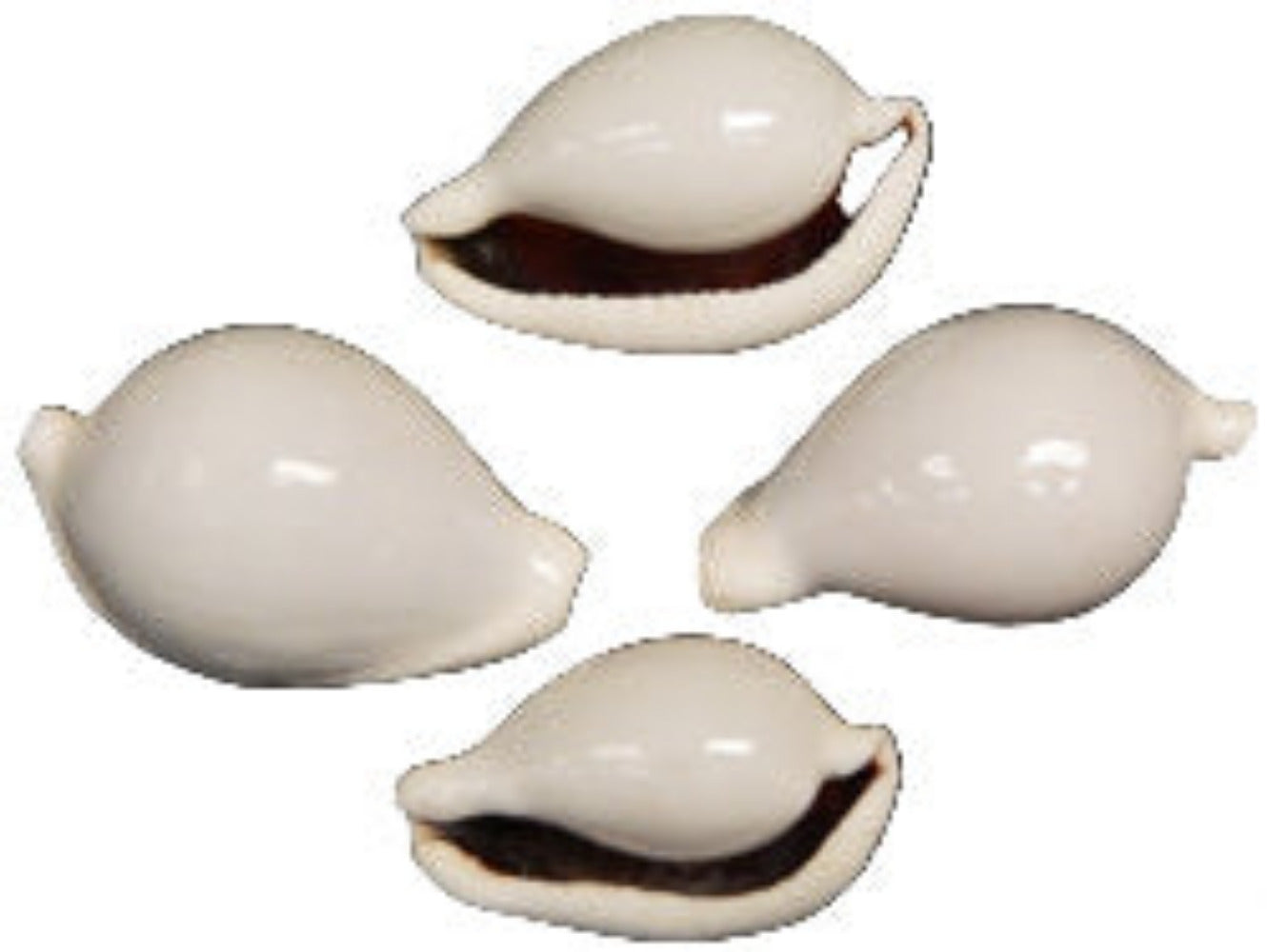 Cowry (Egg) 2 to 3" Shell OUT OF STOCK