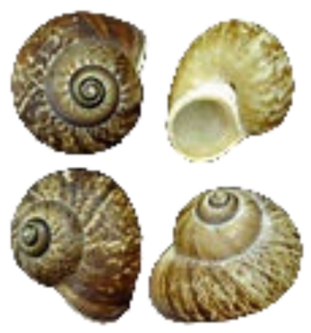 Snail Fernandezi Shells 1 to 2", Sold Each