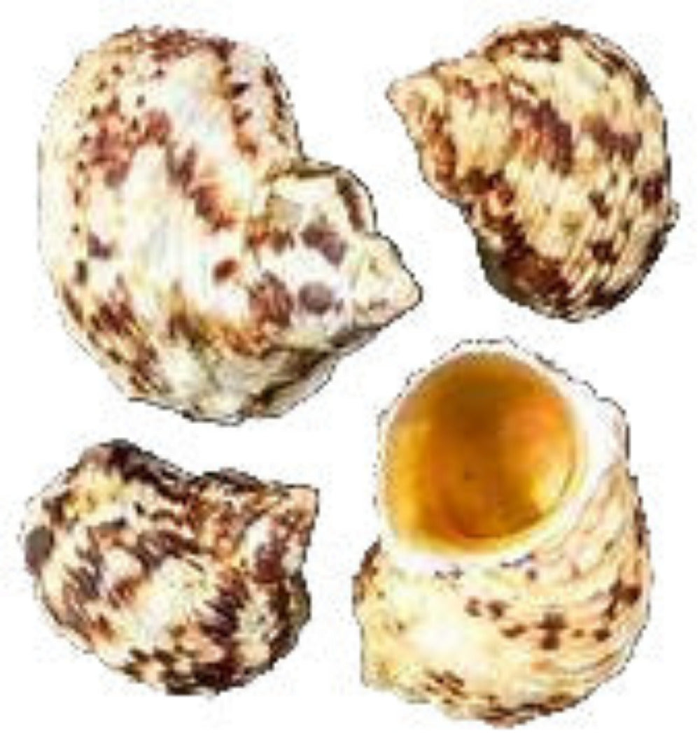 Turbo Gold Mouth  1 3/4 to 2" Shells Sold By The 1/4 LBS