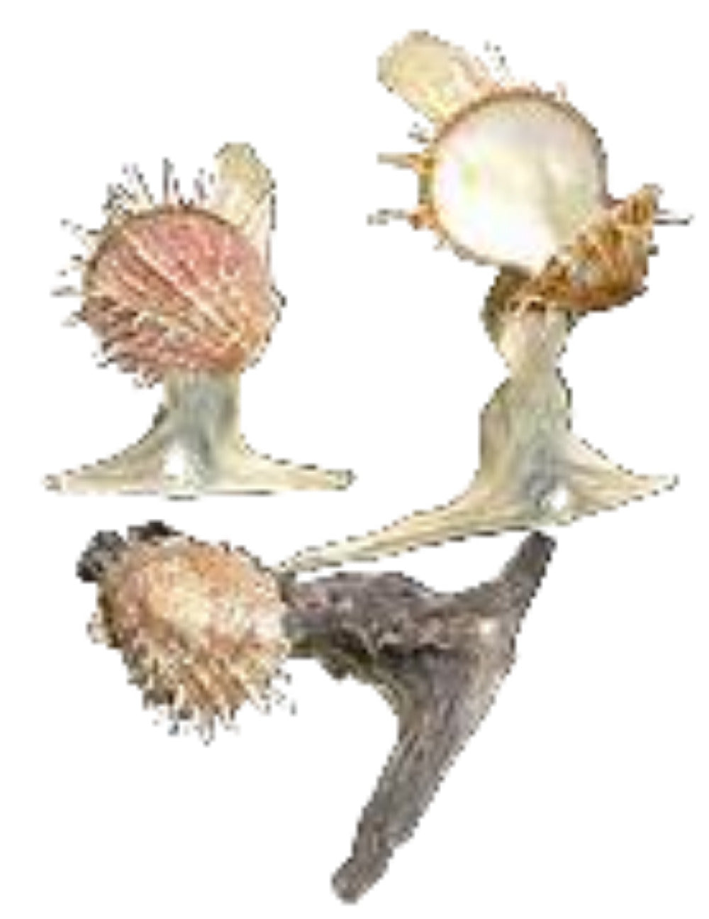 Oyster 6 to 7" Hammer Head Shell, Spiny Oyster Attched Sold Each