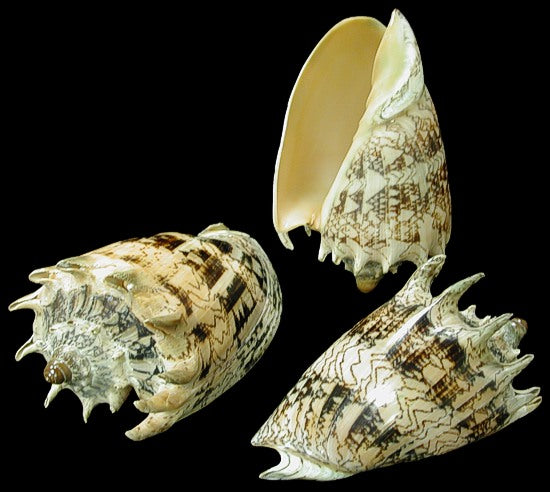 Volute Imperial Shell 5 to 6"  OUT OF STOCK