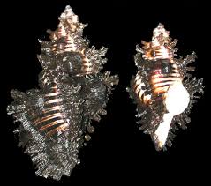 Murex (Lace)  2 to 3" Sold Each