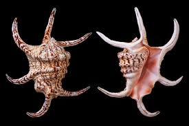 Lambis Chiagra Spider Conch 3/1/2 to 5" Sold Each