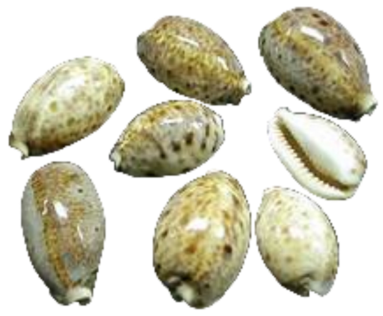 Cowry (Lynx) 1/2 to 2" Shell Sold Each