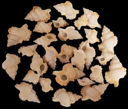 Triton (Maple Leaf) 3/4 to 1 1/4" Shell Sold each