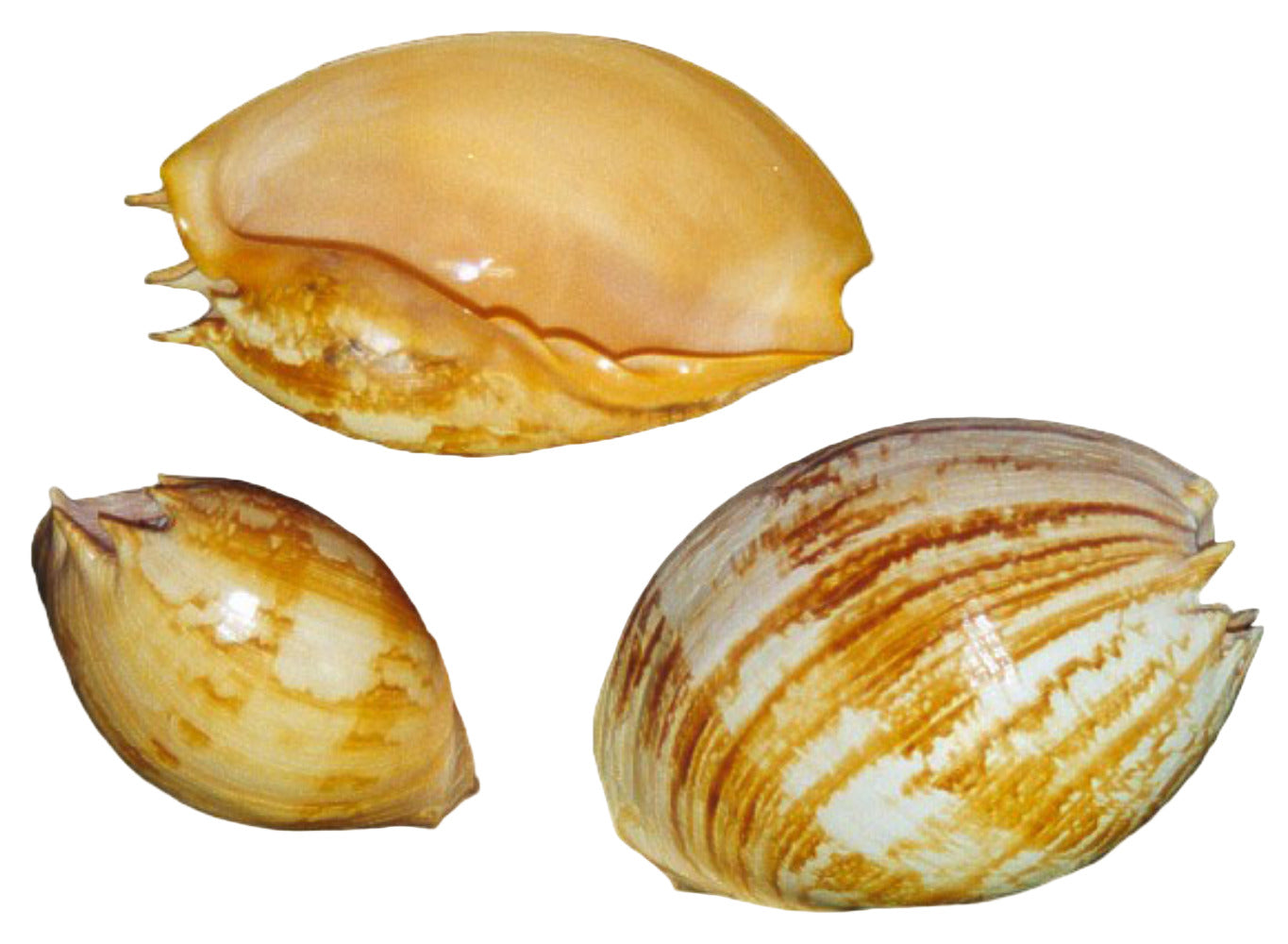 Melon Umbilicatus 11 to 12" Shell Sold Each