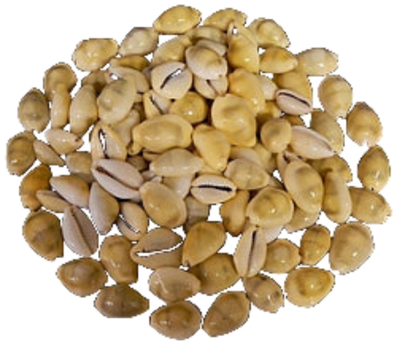 Cowry (Money) 1" Shell  Sold Each