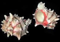 Murex Brassica 2 to 3 1/2"  Shell Sold Each