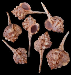Murex (Haustellum)  2 to 3" Shell  Sold Each