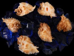 Murex Miyokoae Shell 1 1/2" Sold Each