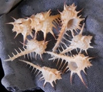 Murex (Negros) At Least 3" Shell Sold Each