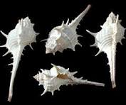 Murex Turnispina 3 to 4" Shell Sold Each