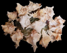 Murex Virgineus 2 to 3 1/2" Shell Sold Each