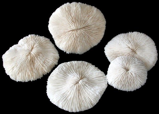 Coral Mushroom 5 to 6" Cluster Sold Each