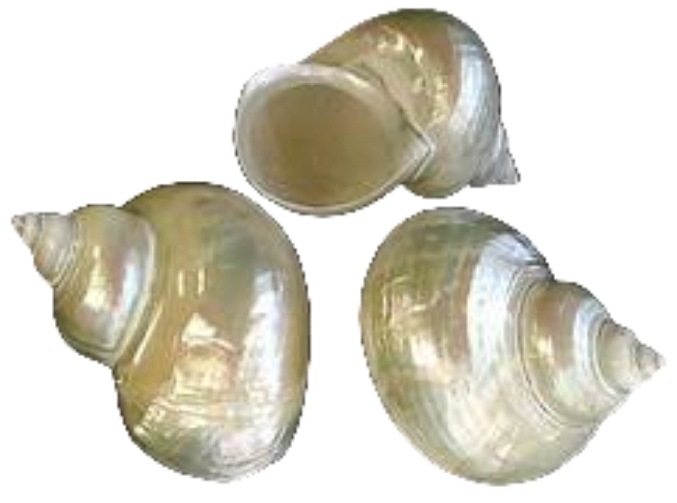 Turbo Pearl Jade Shell 2 1/2 to 3" OUT OF STOCK