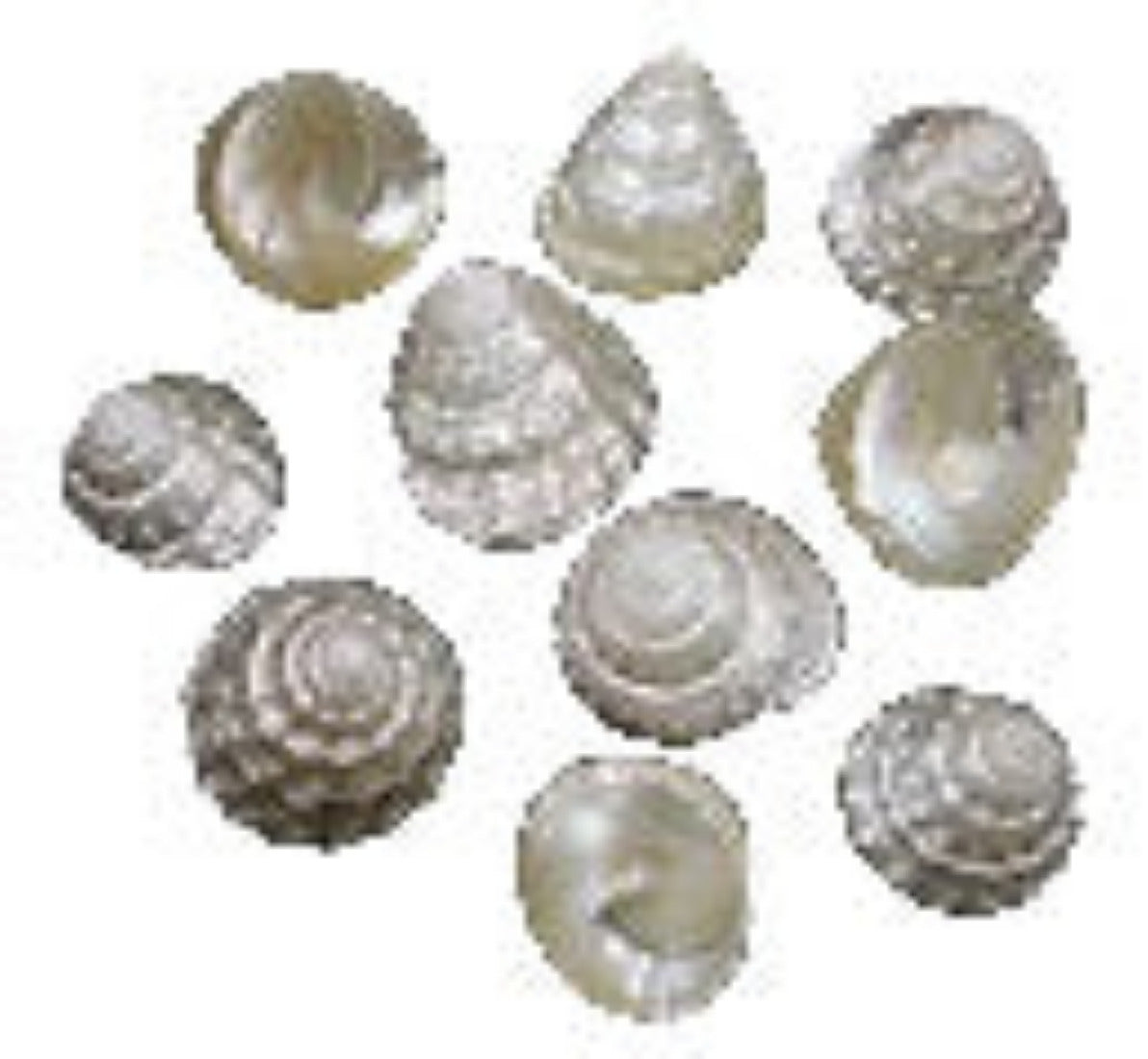 Top (Pearl) 1 to 2" Shell  Sold Each