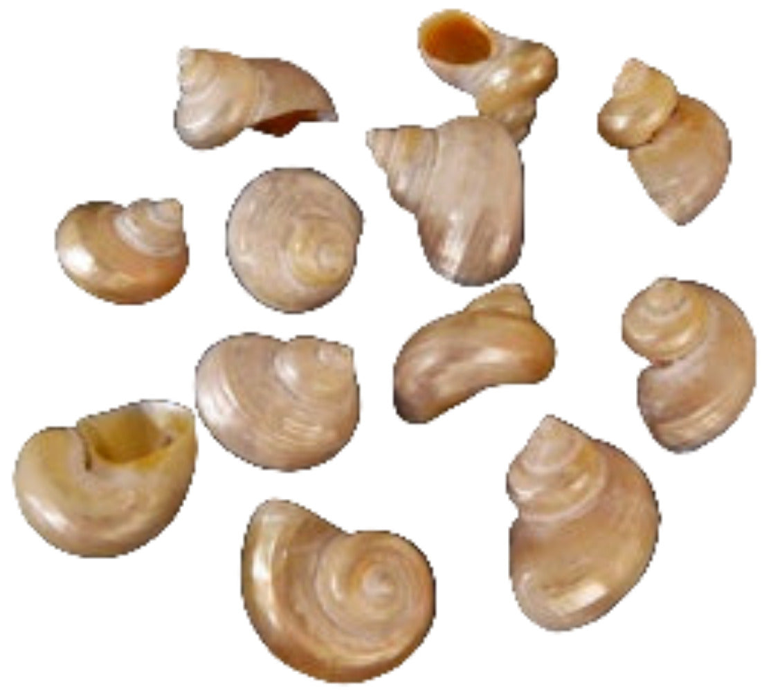 Turbo Gold Polished  2 to 2 1/2" Shells Sold Each