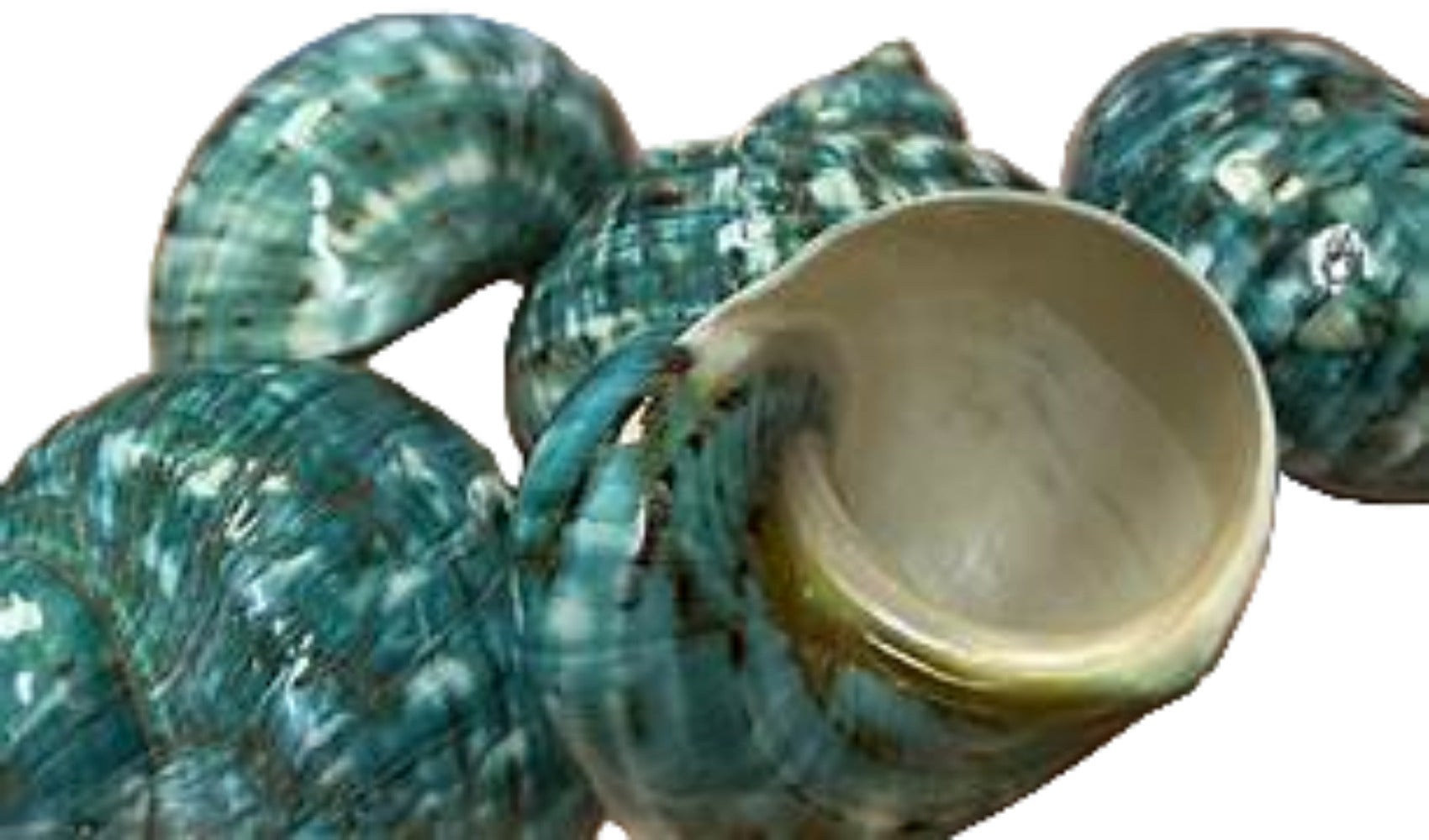 Turbo Polished Jade 2 1/2 to 3" Shells OUT OF STOCK