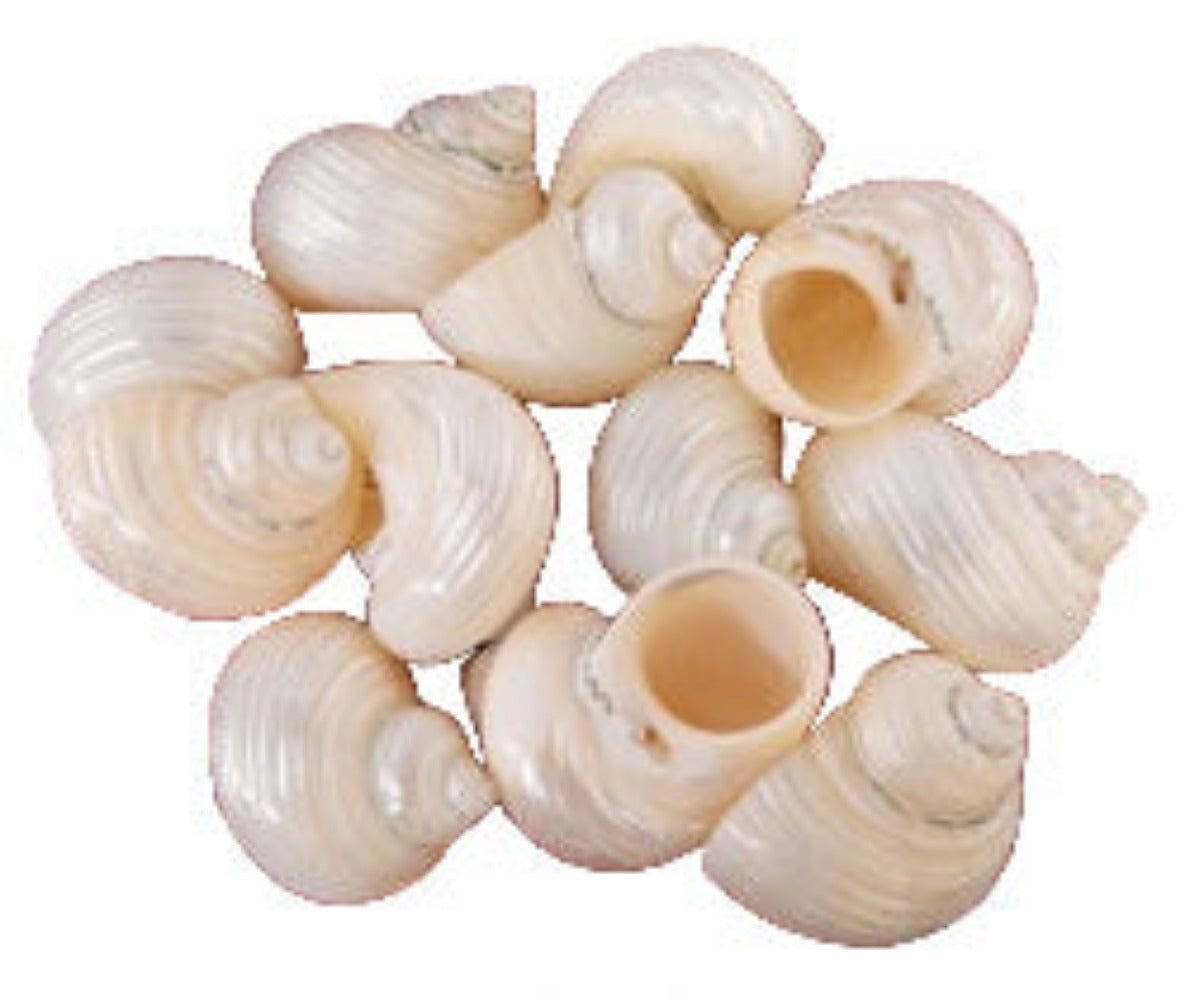 Turbo (Silver) Polished 1 1/2 to 2" Shells OUT OF STOCK