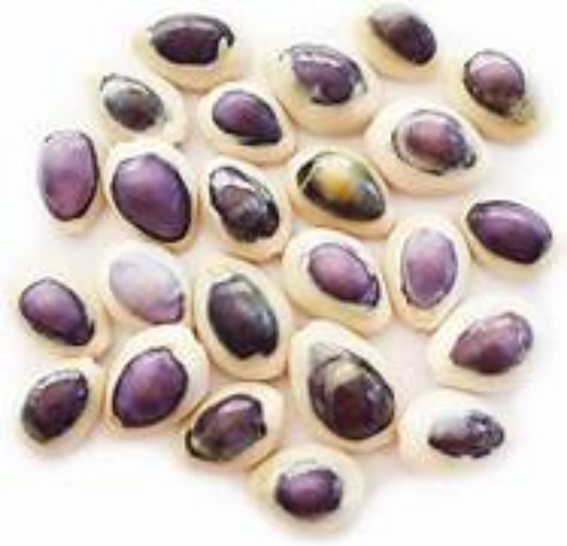 Cowrie Purple Top 1/2" Shell Sold Each