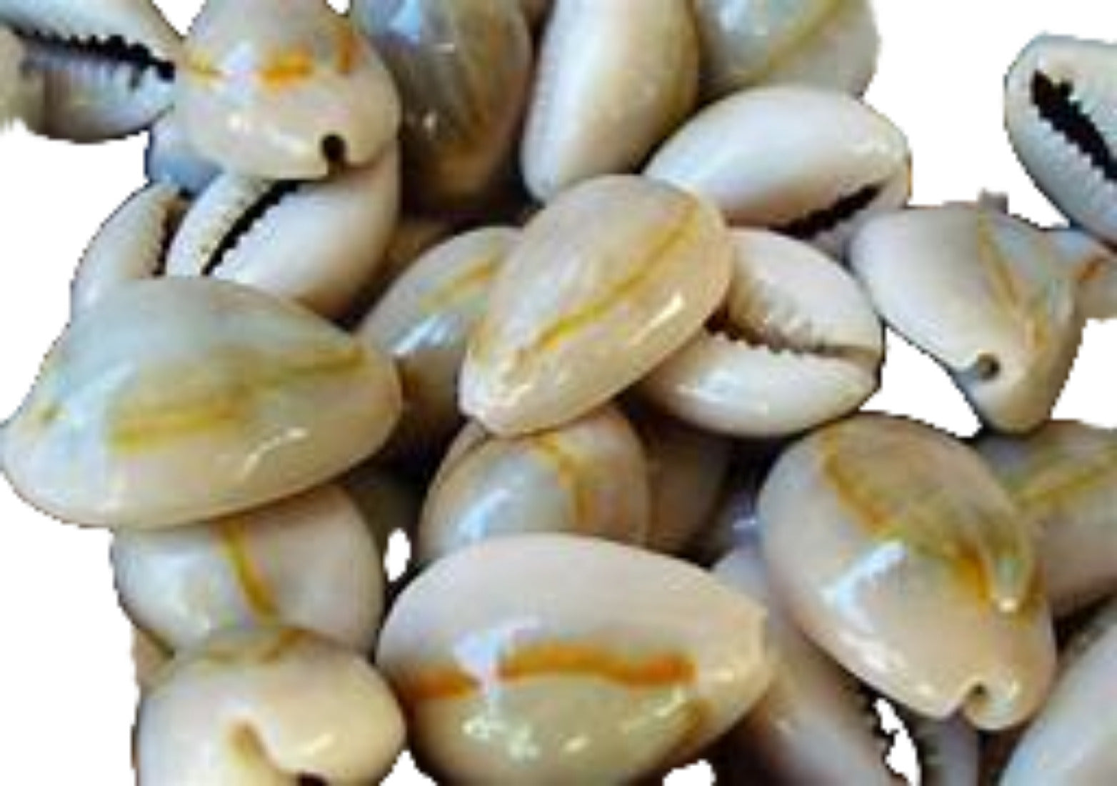 Cowrie (Ring Top)  3/4" or Less Shell  Sold each