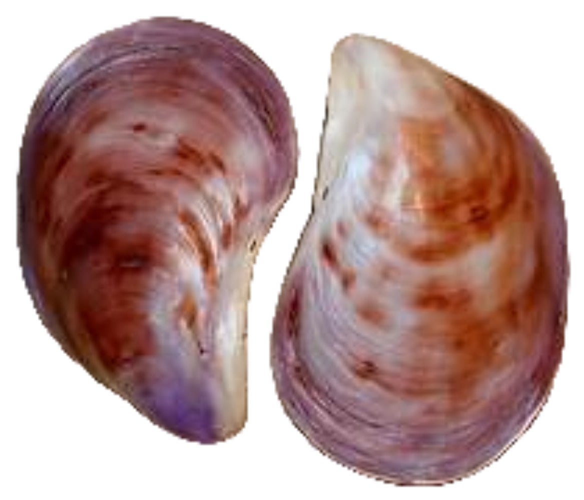 Oyster Seloy At Least 3 1/2" Pairs  Sold Each