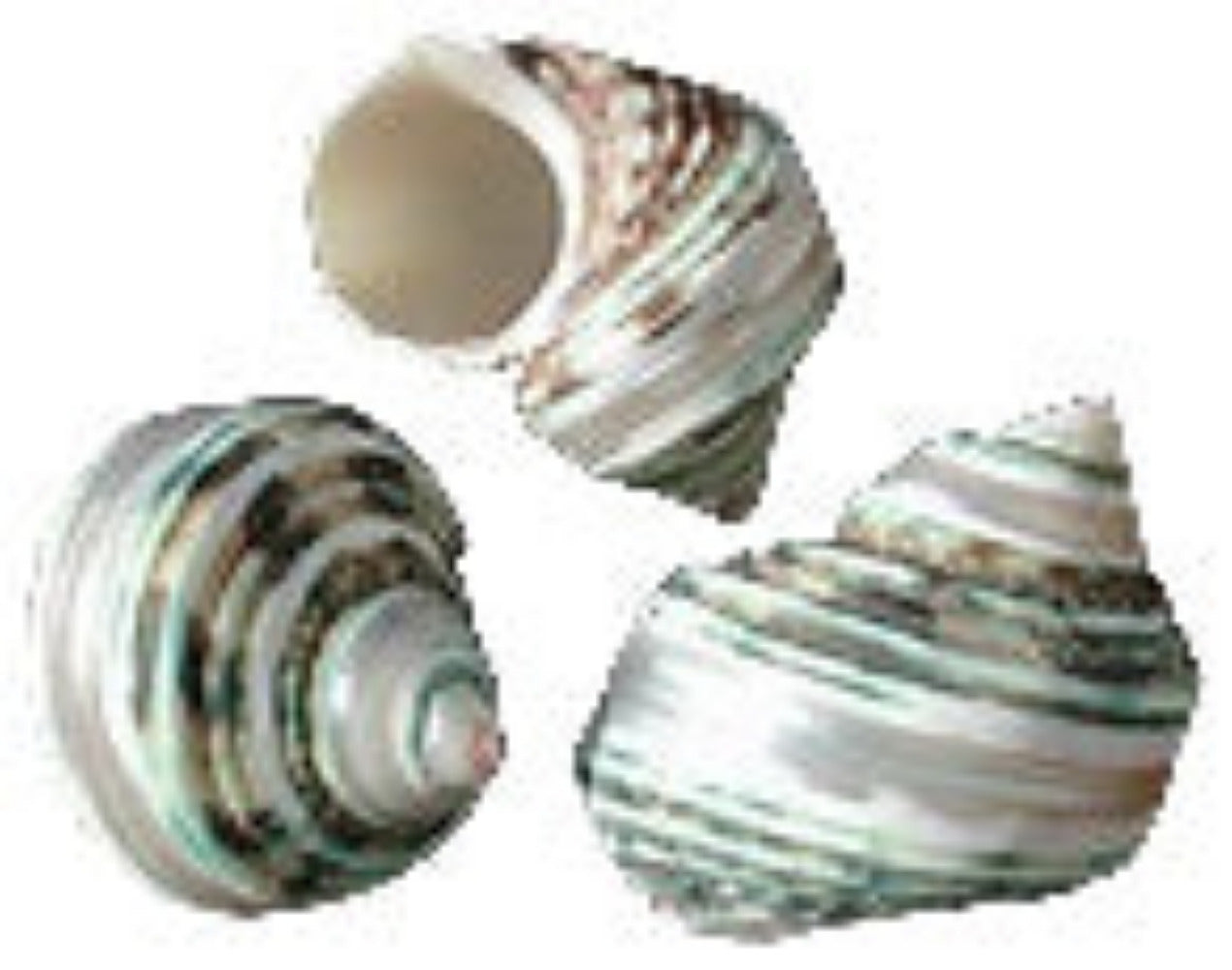 Turbo Silver Band Green 1 to 1 3/4" Shells   OUT OF STOCK