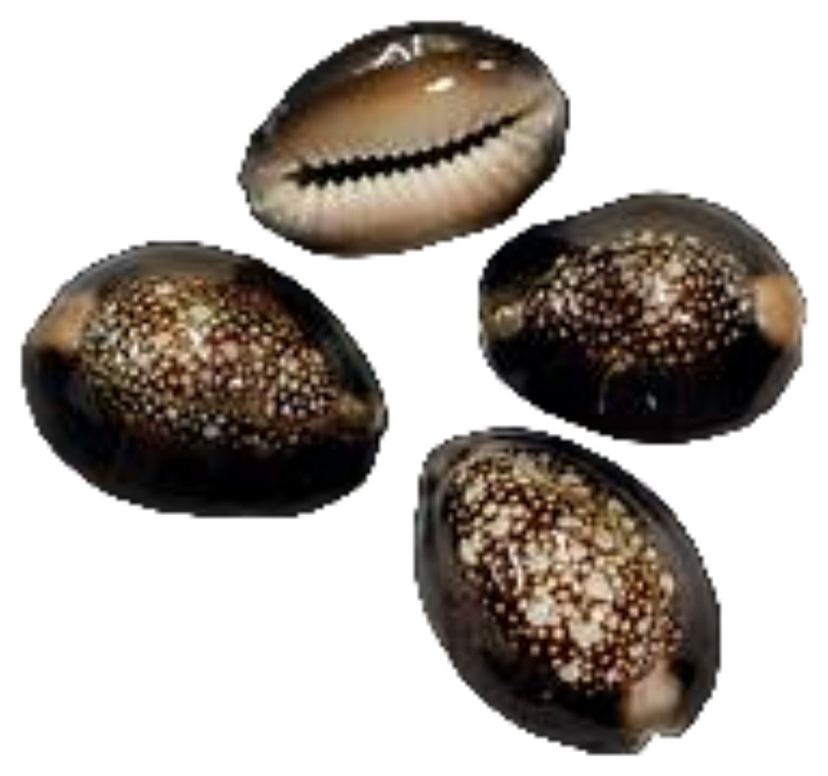 Cowrie (Snake Head) 3/4 to 1 1/4"  Shell Sold Each