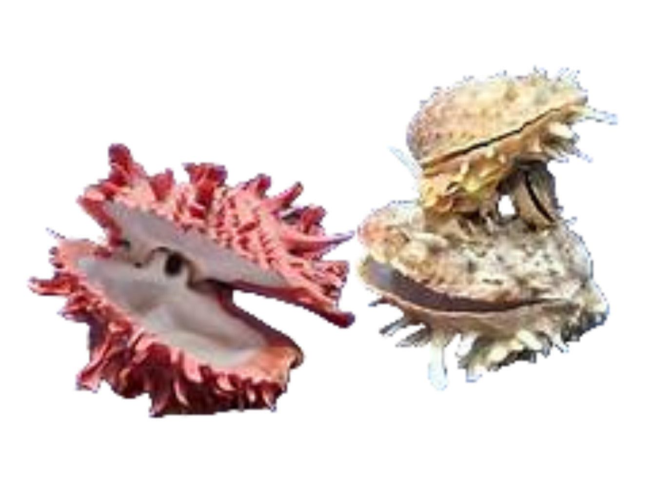 Oyster Spiny Asst Types Bivalve 3 to 4" Shell  Sold Each