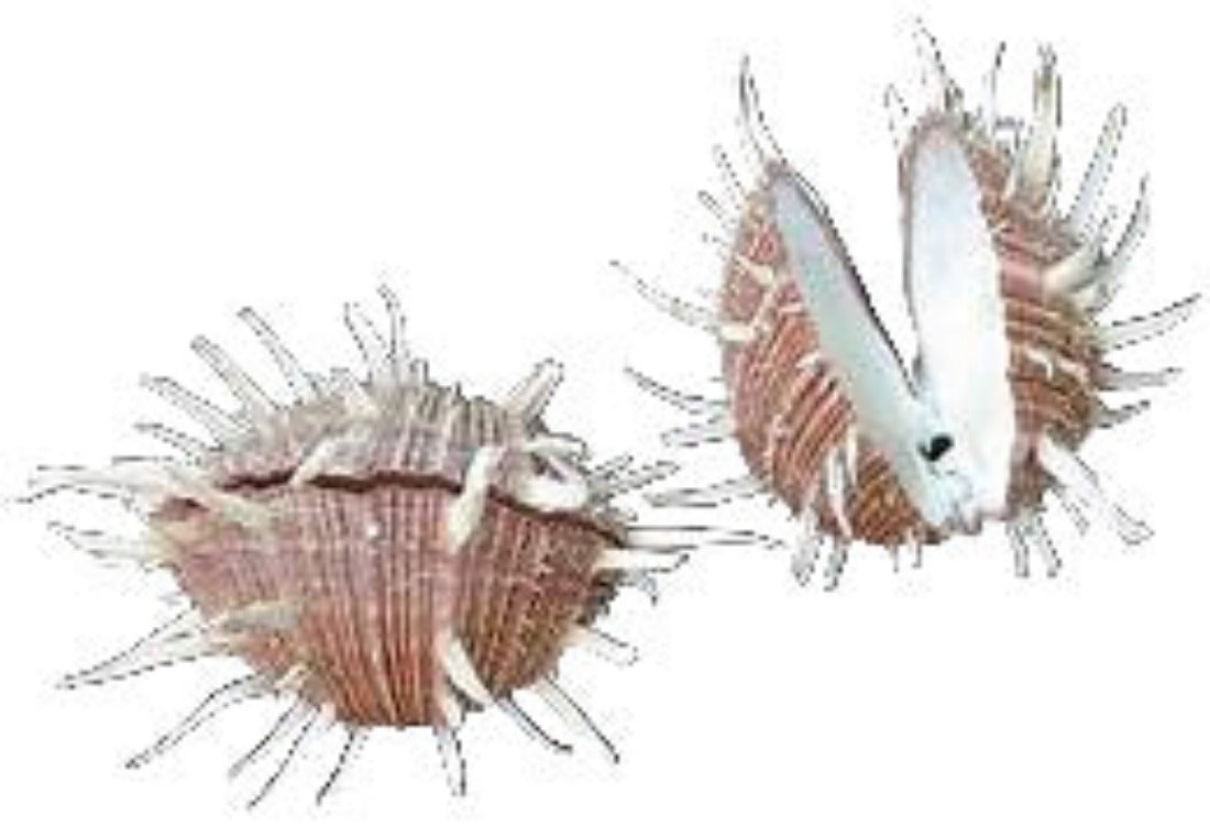 Oyster Spondylus  Regious 3 to 4" Pairs  Sold Each