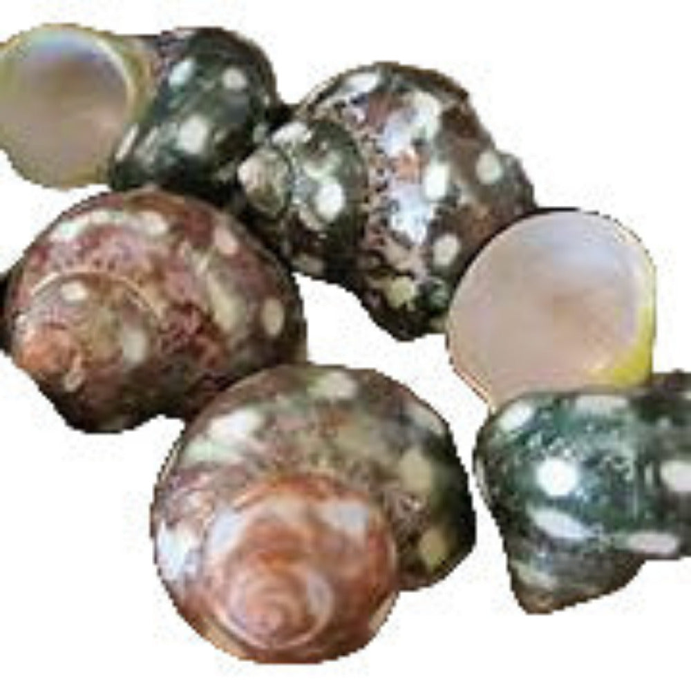 Turbo Spotted Polished 1 to 2" Shell  Sold Each