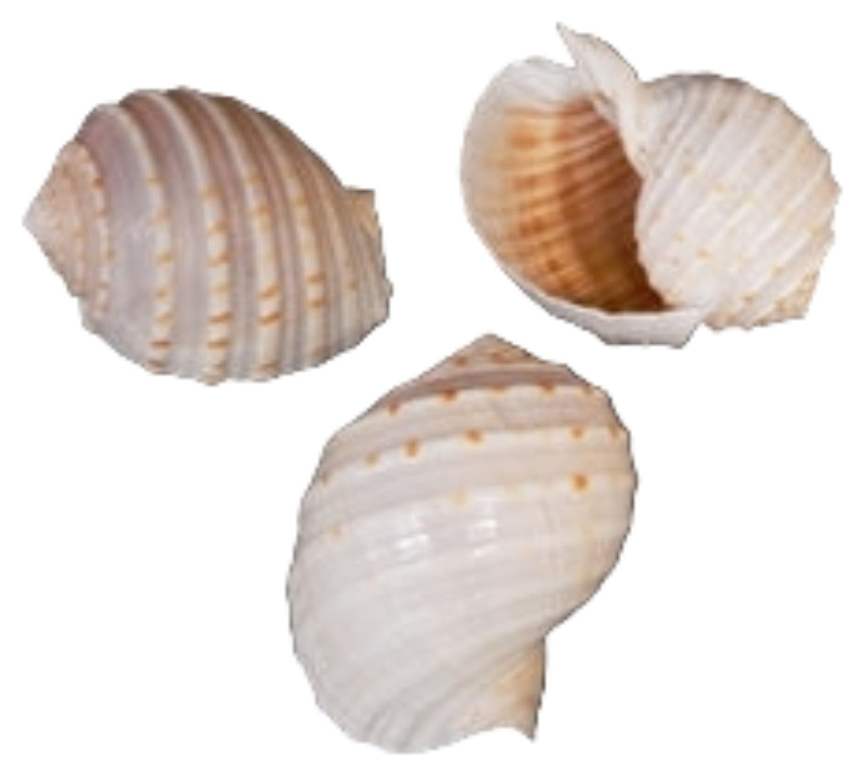 Tonna Tessalata 4 to 5"  Shell  Sold Each