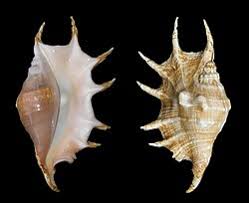 Conch Truncata Spider 8 to 10" Sold Each