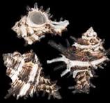 Murex Vasum 1 1/2 to 2" Shells Sold By The 1/4 LBS