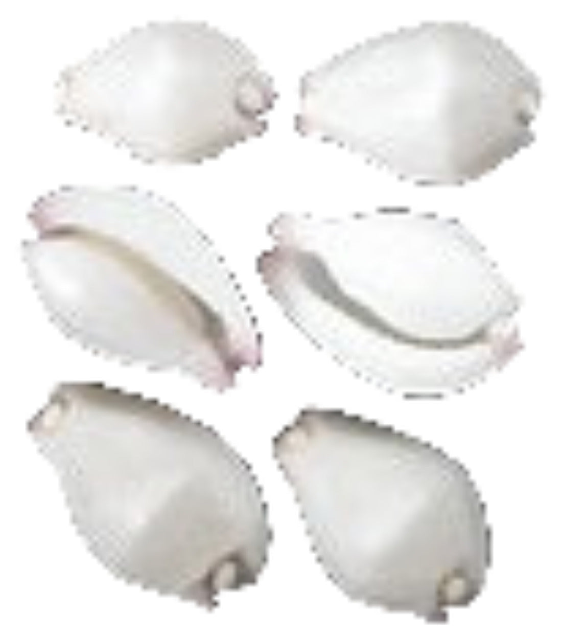 Cowrie (Wart) 3/4 to 1 1/4" Shell  Sold Each
