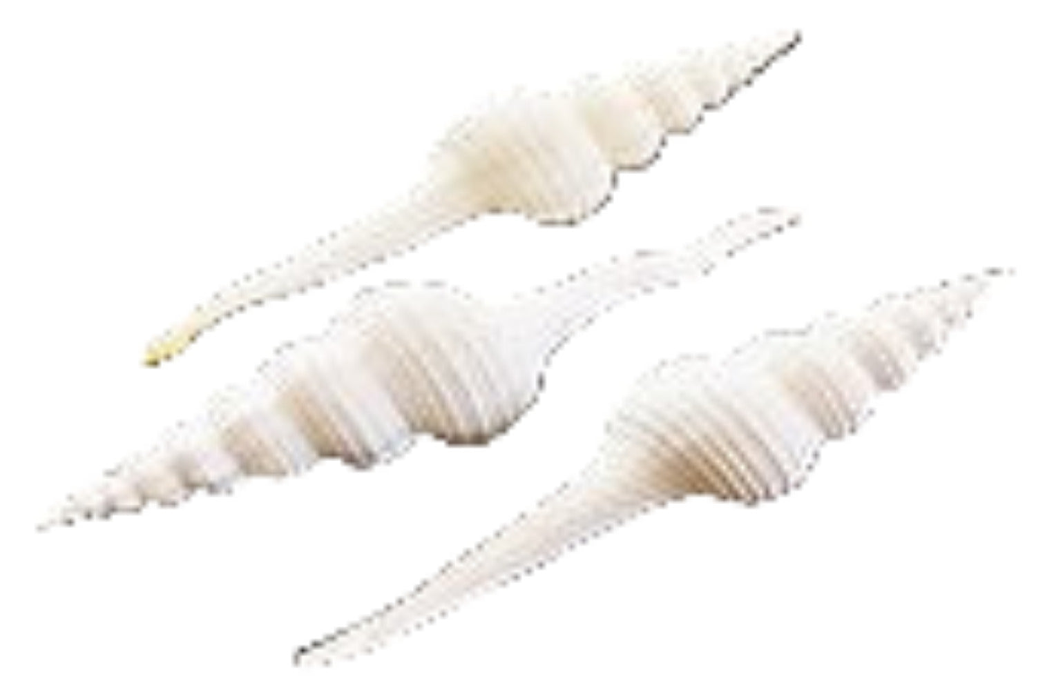 Spindle White 4 to 6"  Shell Sold Each